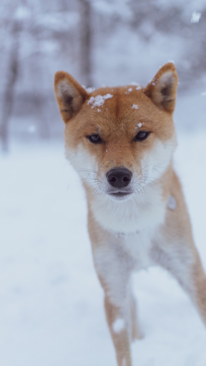 もも（柴犬）