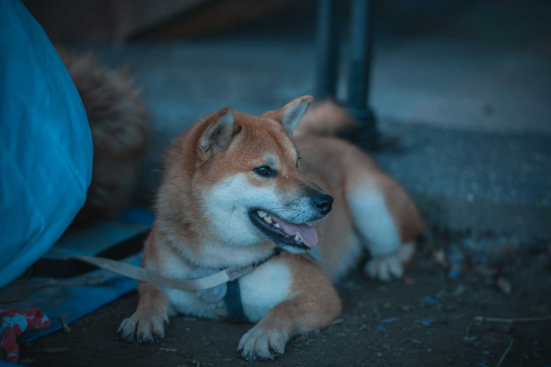 くつろぐ柴犬